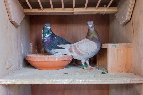 Um par de pombos-correio no seu ninho — Fotografia de Stock