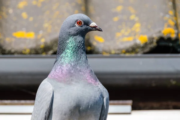 Joli pigeon de course devant le toit du pigeonnier — Photo