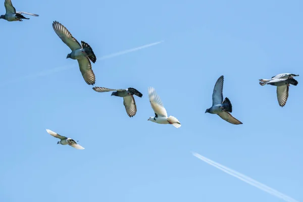 Palomas voladoras y un cielo azul — Foto de Stock
