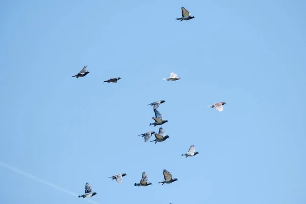 Latające gołębie wyścigowe i błękitne niebo — Zdjęcie stockowe