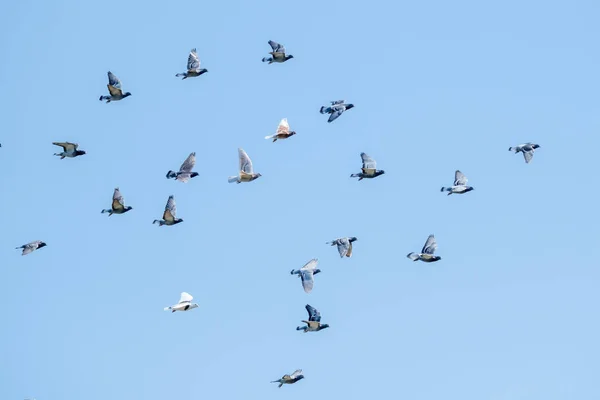Flying racing pigeons and a blue sky — Free Stock Photo