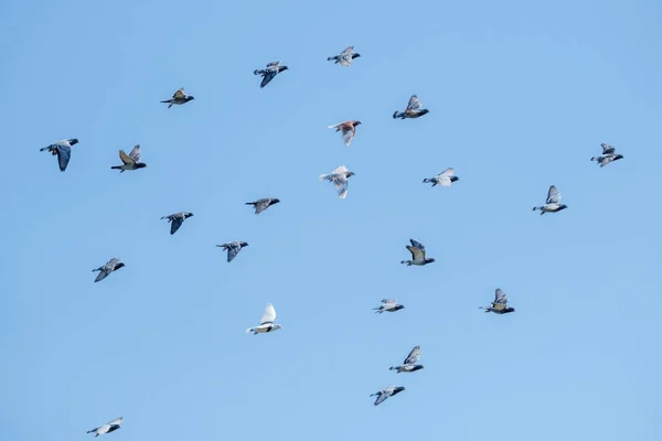 Літаючі голуби і блакитне небо — стокове фото