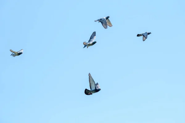 Pigeons volants et ciel bleu — Photo
