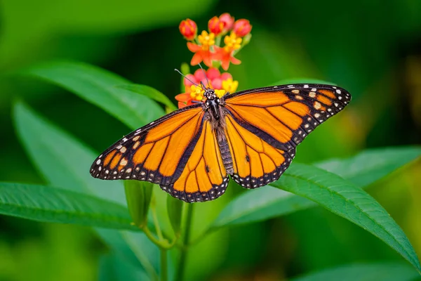 Papillon monarque aux ailes écartées — Photo