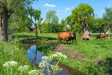 Rotterdam, Hollanda'ya yakın, boğa ve buzağılarla polder manzara