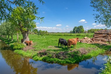 Rotterdam, Hollanda'ya yakın, boğa ve buzağı ile polder manzara