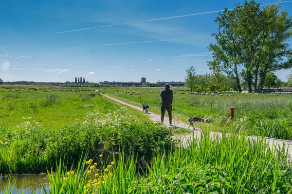 네덜란드 로테르담 근처 밭에서 화창한 날 양치기와 양과 함께 있는 목자 — 스톡 사진