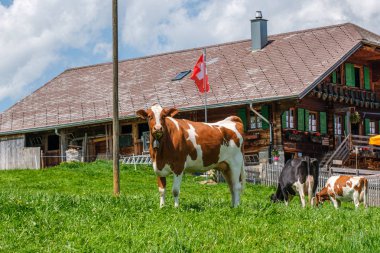 İsviçre bayrağı olan bir çiftliğin önünde İsviçre alplerinde bir dağ çayırında çanlı