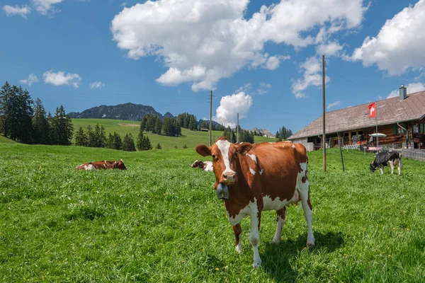 Vaca con cencerro en un prado alpino en los Alpes suizos frente a una granja con bandera suiza — Foto de stock gratis