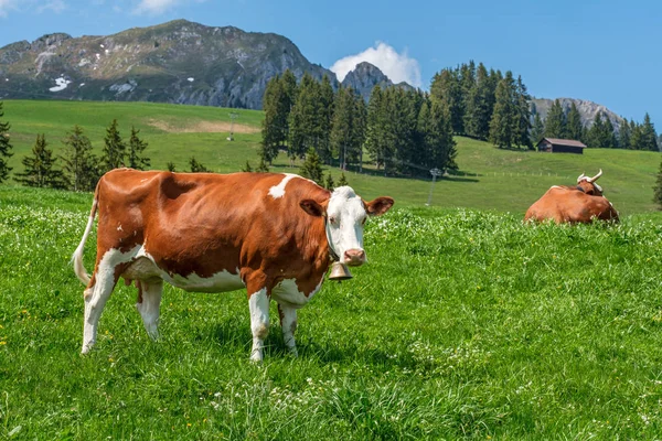 Vaca con cencerro en un prado alpino en los Alpes suizos — Foto de Stock