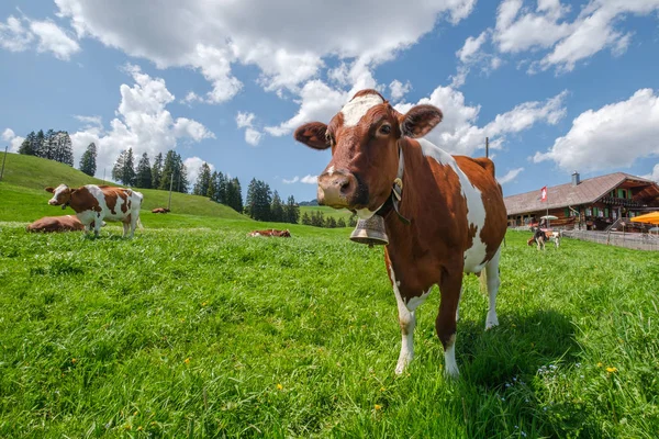 Ko med cowbell i en alpin äng i de schweiziska Alperna framför en gård med schweizisk flagga — Stockfoto