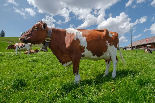 Vaca con cencerro en un prado alpino en los Alpes suizos frente a una granja con bandera suiza — Foto de Stock