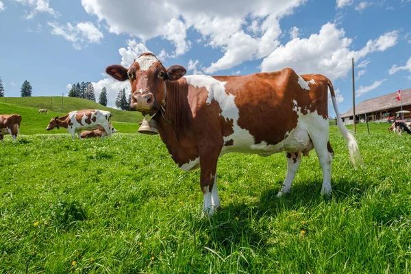 Vaca con cencerro en un prado alpino en los Alpes suizos frente a una granja con bandera suiza — Foto de Stock