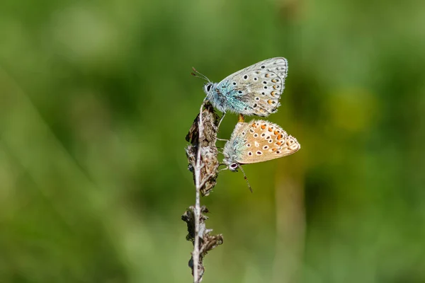 Apareamiento mariposas azules comunes contra un fondo bokeh verde —  Fotos de Stock