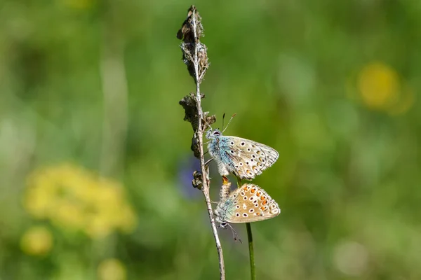 在绿色散景背景上交配常见的蓝色蝴蝶 — 图库照片
