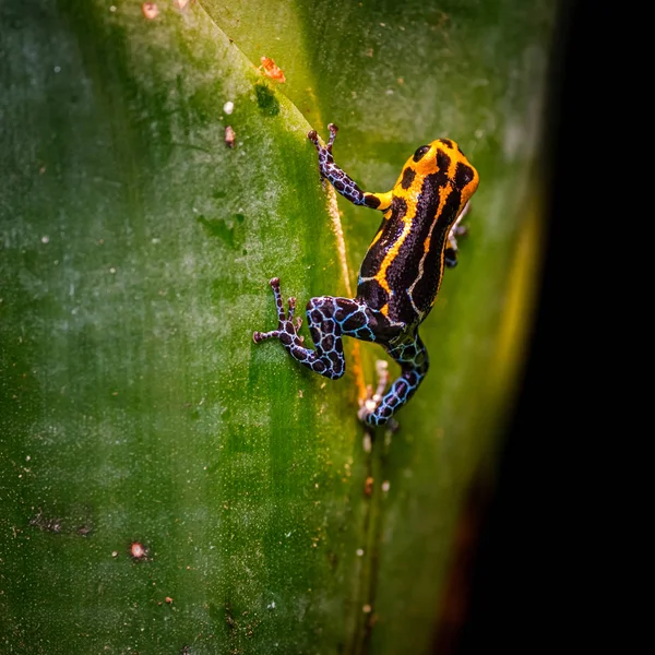 Mimic Poison Frog or poison arrow frog — Stock Photo, Image