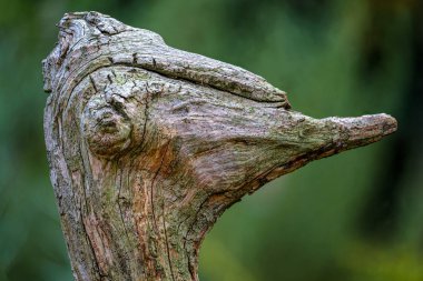 A portrait of an ostrich in an old piece of weathered tree root clipart