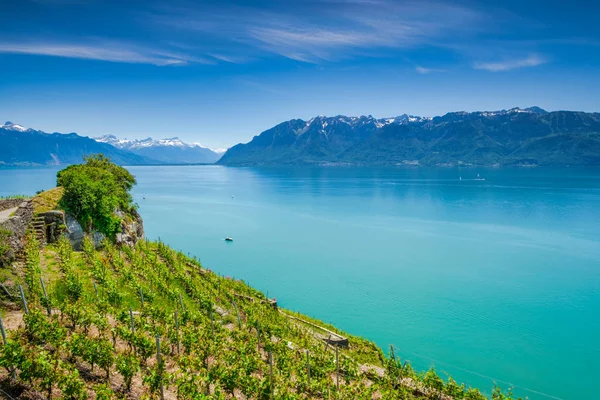 Vinhedos de Lavaux perto de Montreux Suíça e vista para o Lago de Genebra e Alpes Suíços — Fotografia de Stock