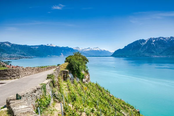 Lavaux Vineyards nära Montreux Schweiz och utsikt över Genèvesjön och schweiziska Alperna — Stockfoto