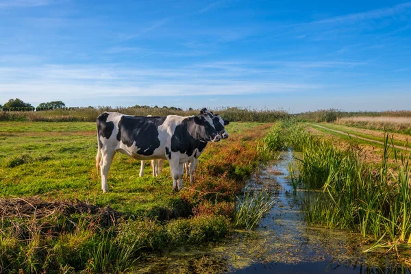 Vacas jóvenes en un prado herboso al lado de una zanja en un día soleado — Foto de Stock