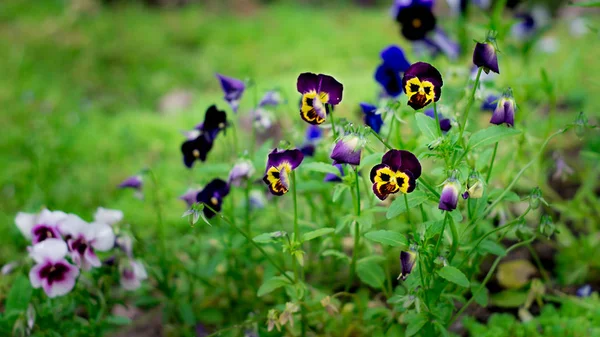 Flores Color Jardín Verano —  Fotos de Stock