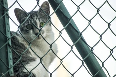 Kedi yeşil Kılavuzu 2