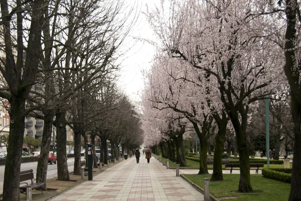 Ağaçlar ve çiçekler pembe ve gri