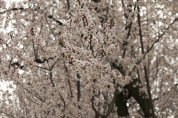 Růžový Strom Kytkami — Stock fotografie