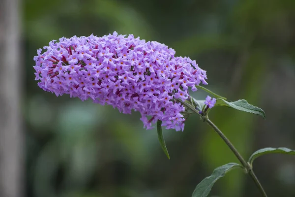 Küçük mor Bahar çiçeği