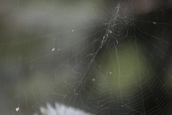 Spiderweb Trouvé Dans Ville — Photo