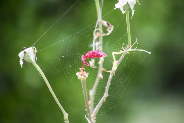 Çiçekleri ve sapları ile spiderweb