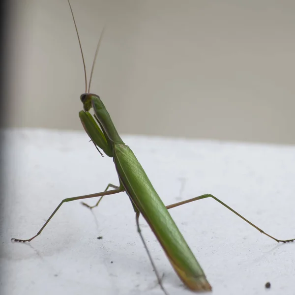 Yeşil mantis böcek penceresinde
