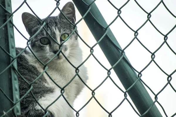 Kedi yeşil Kılavuzu 2