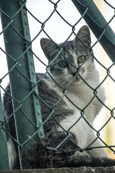 Kedi yeşil Kılavuzu