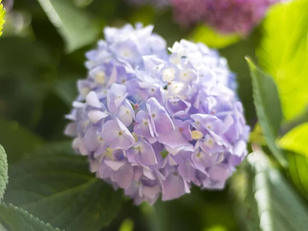 Mor çiçek sokakta buldum