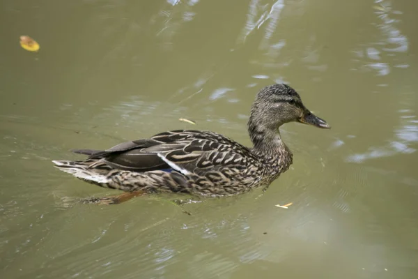 Gölde yüzen ördek