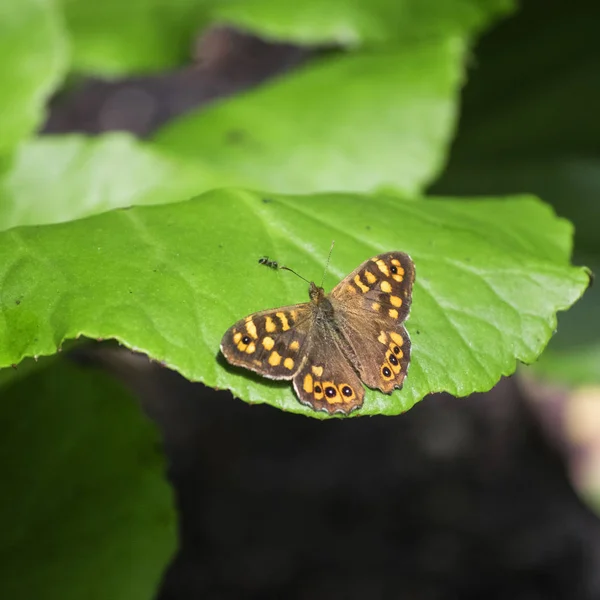 Şirin kelebek ve karınca üzerindeki yaprak