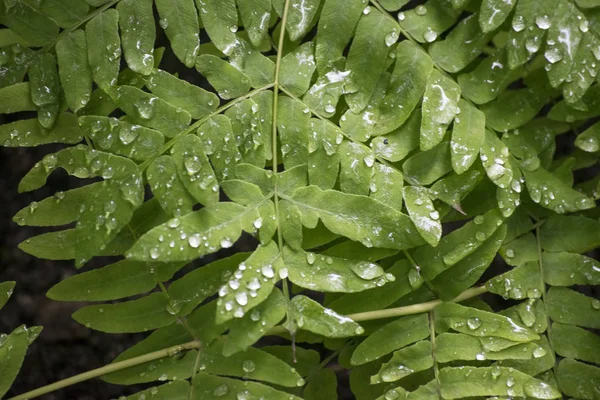 Yağmur damlaları ile yeşil eğreltiotu 