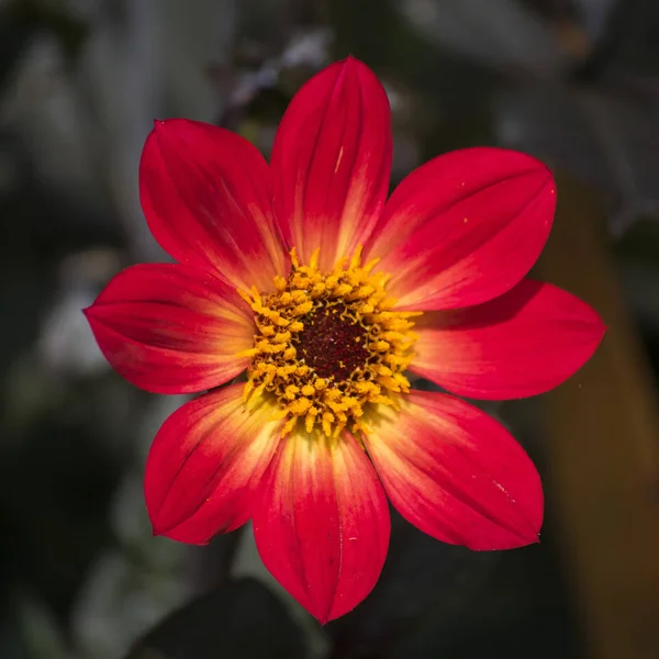 Tatlı bir pembe ve sarı çiçek