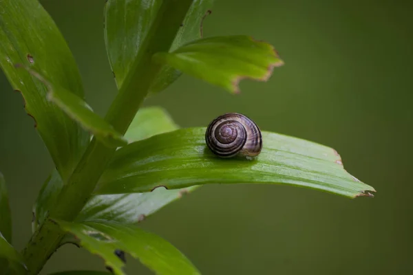 Bir ağaç yaprak üzerinde küçük bir salyangoz closeup