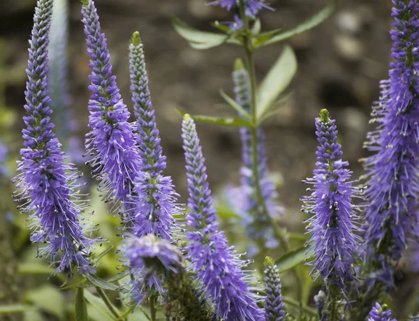 Lavanta çiçekleri o yeşil bir alana