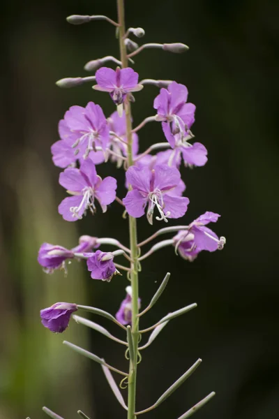Bir kök üzerinde küçük mor çiçekler