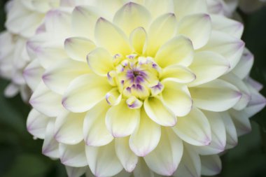 Beyaz çiçek Yakınlaştır