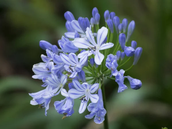 Yeşil bir bahçe içinde Lila çiçek