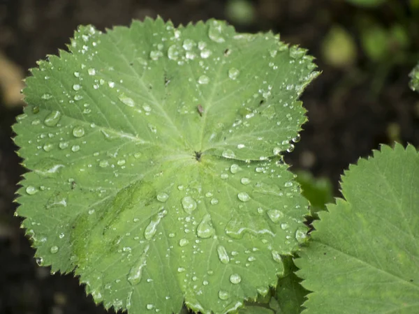 Yeşil bir yaprağa su damlıyor.