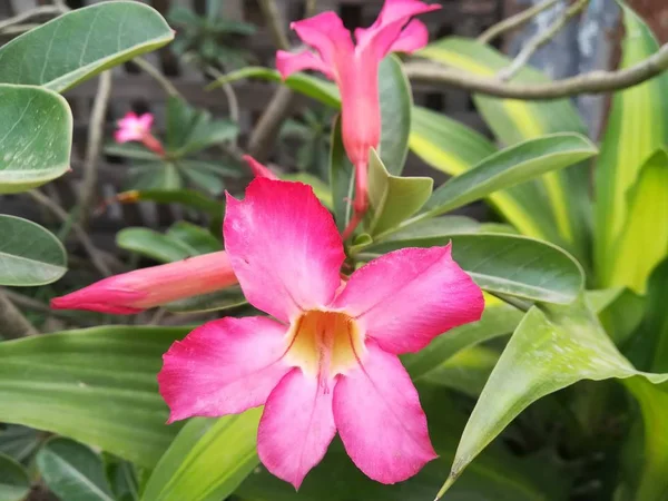 Adenium Obesum Wüstenrose Blume Garten — Stockfoto