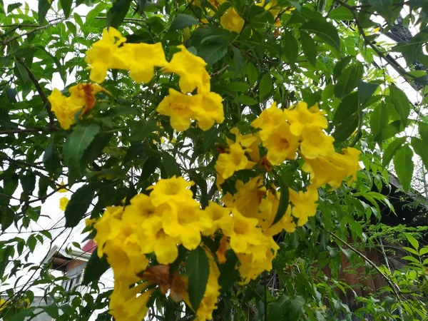 Gelbe Blumen Garten — Stockfoto