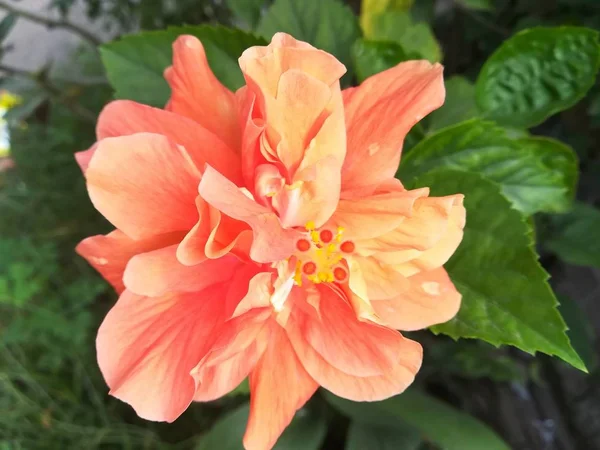 Orangen Hibiskus Gumamela Blume — Stockfoto