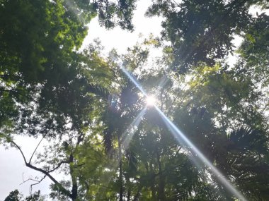 Güzel bir yeşil orman ağacı görüntüsü..