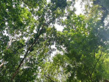 Güzel bir yeşil orman ağacı görüntüsü..